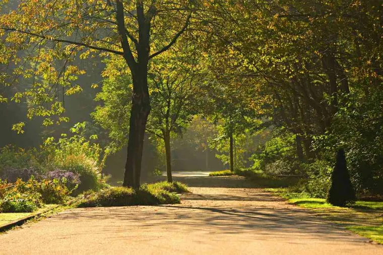 Hauteur élagage arbres débordant voie publique, Orléans, Maël Elagage