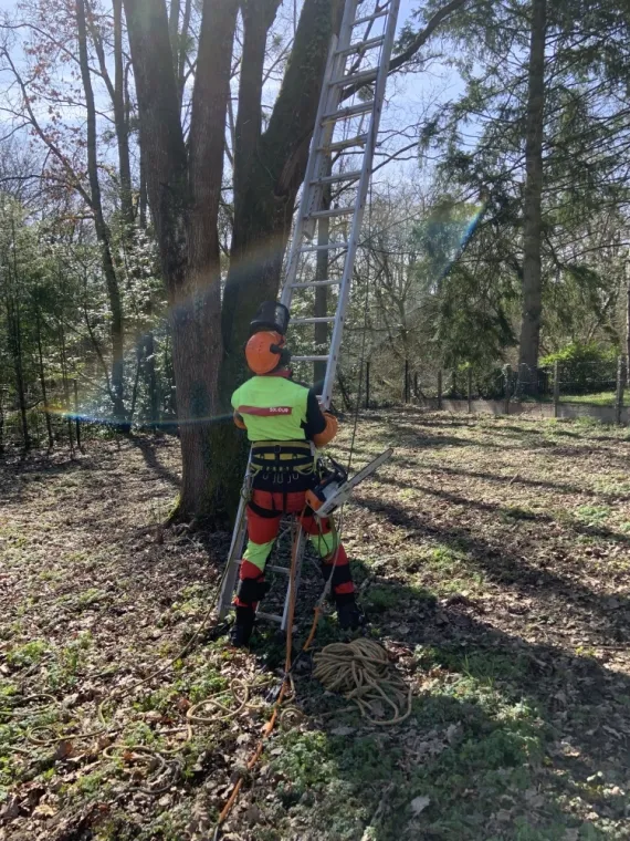 Pourquoi faire appel à nos servies pour élaguer ou abattre un arbre ?, Orléans, Maël Elagage
