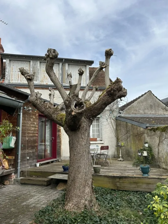 Elagage et abattage d'un cerisier et catalpa à Olivet, Orléans, Maël Elagage
