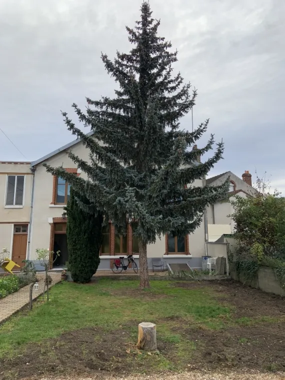 Abattage et rognage d'un sapin à Orleans , Orléans, Maël Elagage