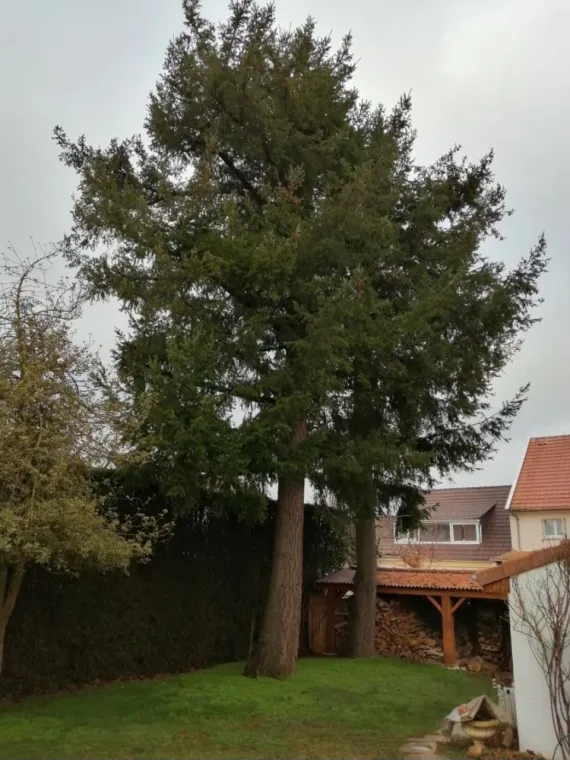 Abattage de 2 sapins a Chevilly , Orléans, Maël Elagage