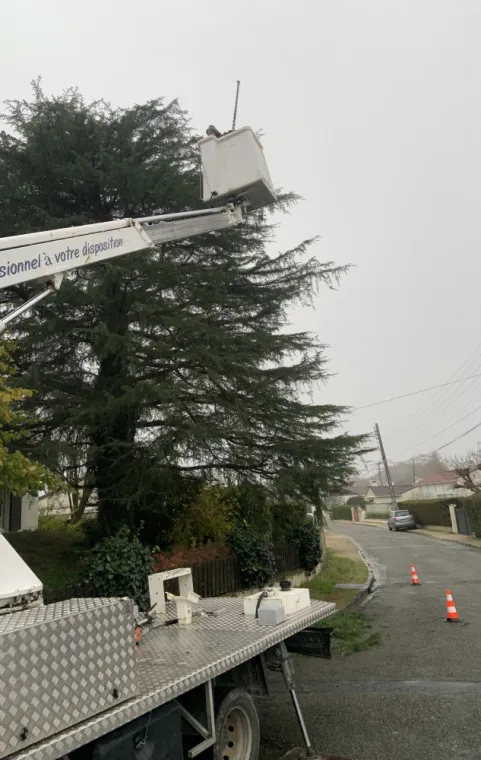 Elagage d'un cèdre à Checy , Orléans, Maël Elagage