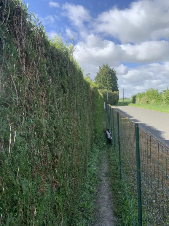 Taille de haies à Beaugency, Orléans, Maël Elagage