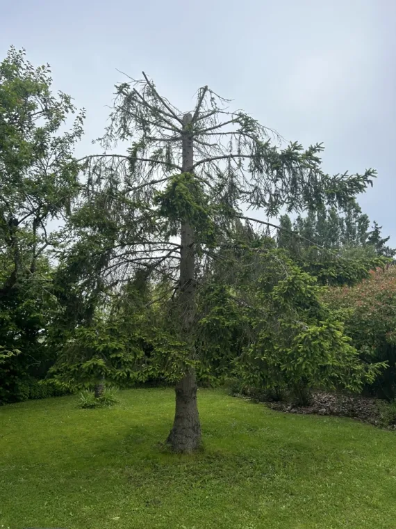 abattage débitage et rognage d'un sapin et cerisier à saint jean de braye, Orléans, Maël Elagage
