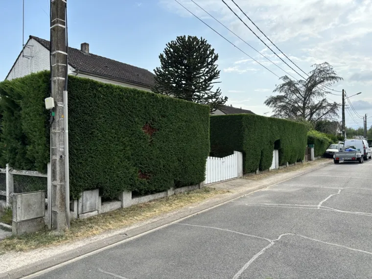 Taille de haies avec évacuation et nettoyage du chantier À La Ferté-Saint-Aubin, Orléans, Maël Elagage