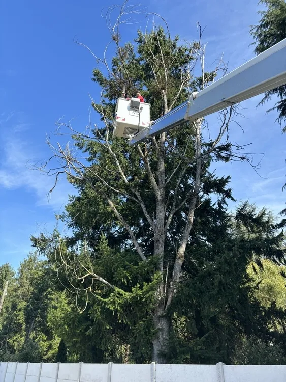 Abattage d’arbres, intervention sur Nacelle Débitage débitage de troncs à Ardon , Orléans, Maël Elagage