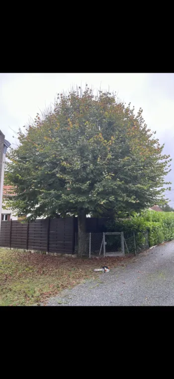 élagage d’un tilleul avec le ramassage des branches à olivet, Orléans, Maël Elagage