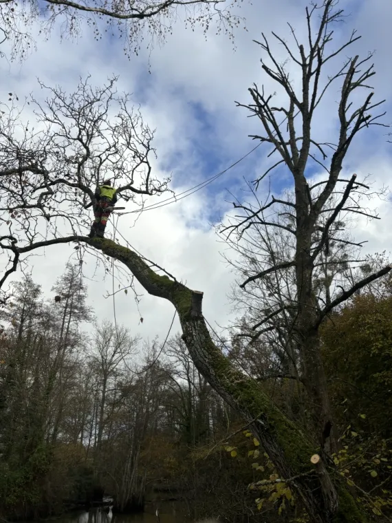 Abattage noyé et élagage de diverses arbres avec évacuation à Saint-Hilaire, Saint Mesmin , Orléans, Maël Elagage