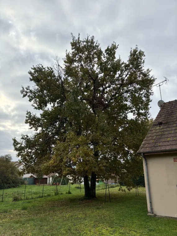 Élagage Chêne Avec évacuation à Lamotte-Beuvron, Orléans, Maël Elagage