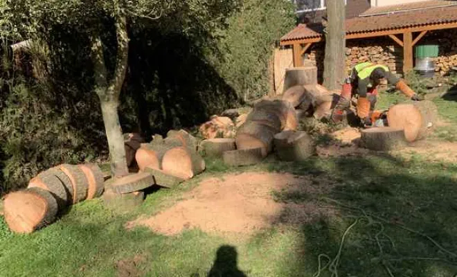 Travaux d'abattage d'arbre, Orléans, Maël Elagage