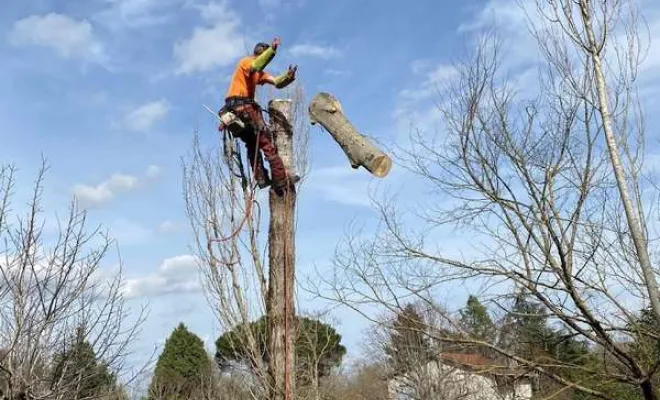 Travaux d'abattage d'arbre, Orléans, Maël Elagage