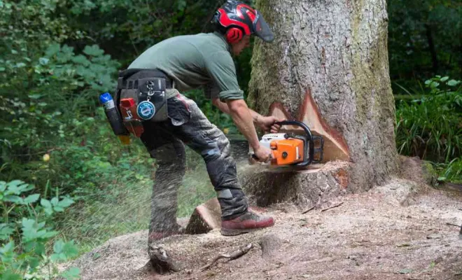 Travaux d'abattage d'arbre, Orléans, Maël Elagage