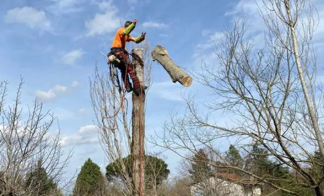 Travaux d'abattage d'arbre, Orléans, Maël Elagage