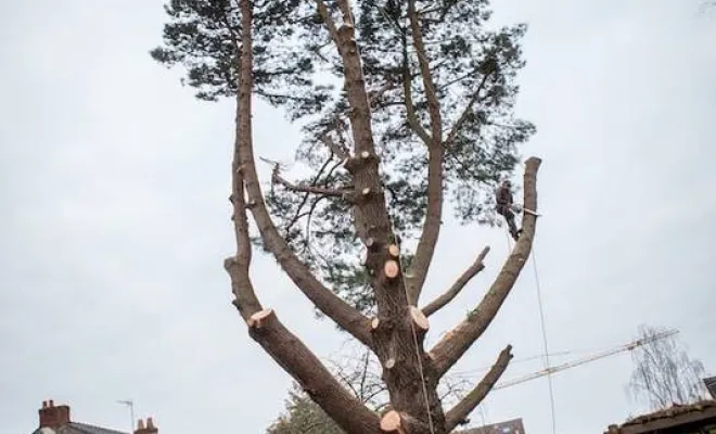 Travaux d'abattage d'arbre, Orléans, Maël Elagage