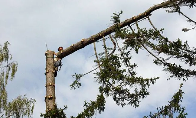 Travaux d'abattage d'arbre, Orléans, Maël Elagage